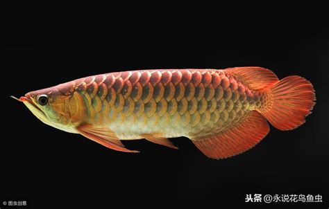 龍魚水溫|長期水溫在30度養龍魚好不好，怎麼飼養好精選